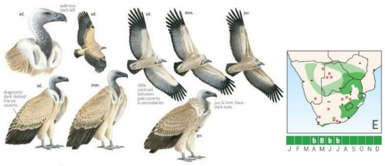 Cape Vulture.jpg