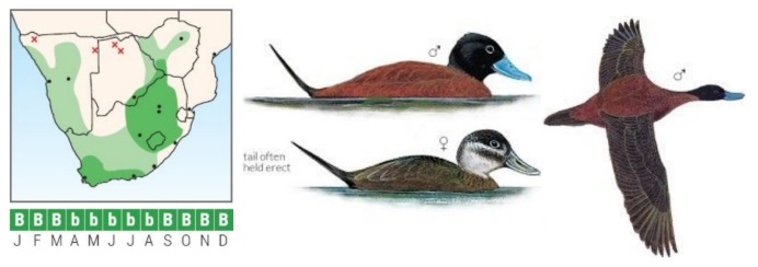 Maccoa Duck.jpg