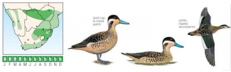 H Teal.jpg