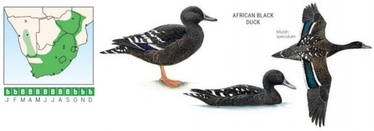 African Black Duck.jpg