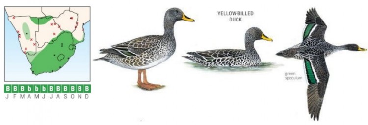 Yellow-billed Duck.jpg