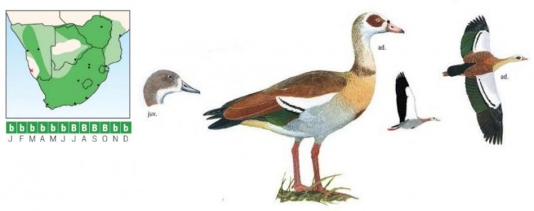 Egyptian Goose.jpg