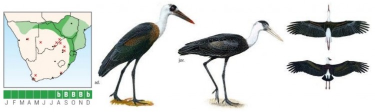 Woolly-necked Stork Ciconia episcopus.jpg