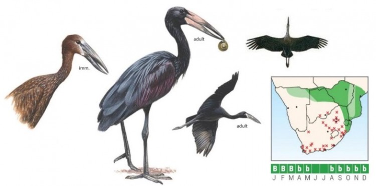 Openbill.jpg