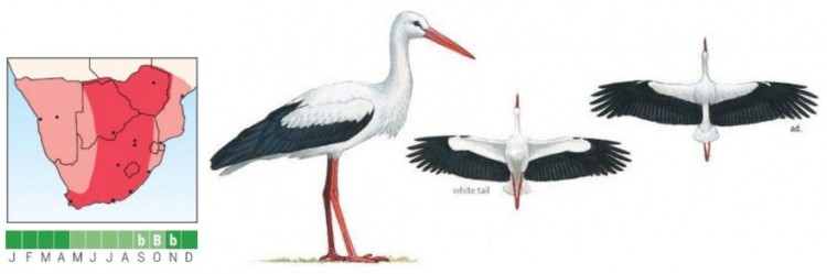 White Stork.jpg