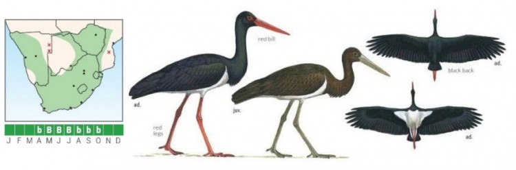 Black Stork.jpg