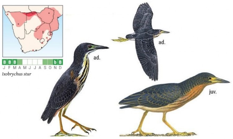 Dwarf Bittern.jpg