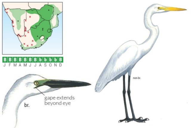 Great Egret ID.jpg