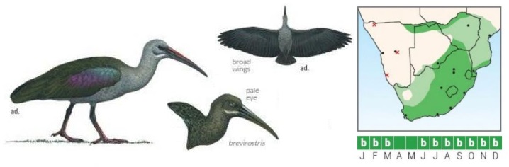 Hadada Ibis.jpg