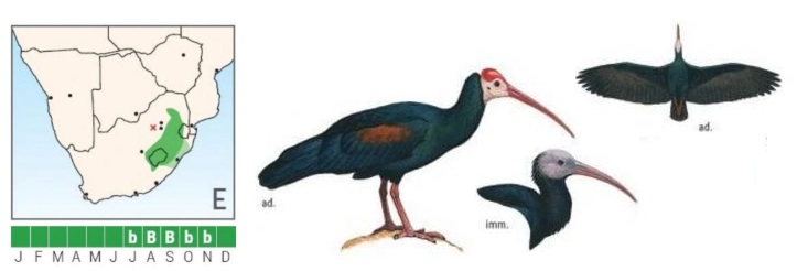 Southern Bald Ibis.jpg