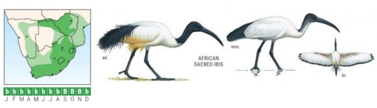 African Sacred Ibis.jpg