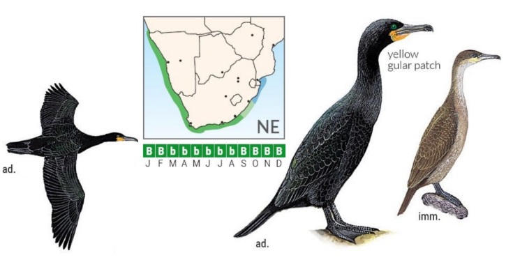 Cape Cormorant.jpg