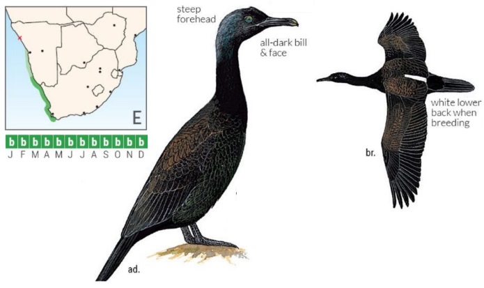 Bank Cormorant.jpg