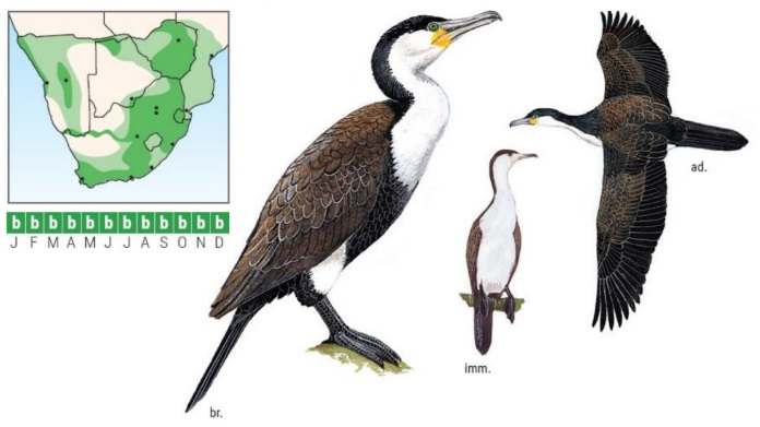 White-breasted Cormorant.jpg
