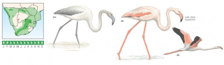 Greater Flamingo ID.jpg