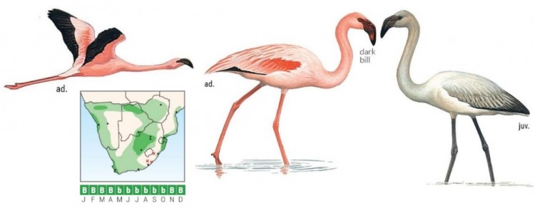Lesser Flamingo ID.jpg