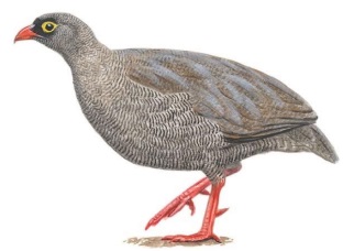 Red-billed Spurfowl.jpg