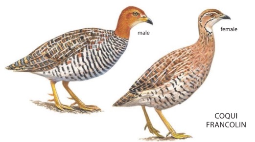 Coqui Francolin.jpg