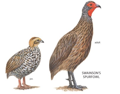 Swainsons Spurfowl.jpg