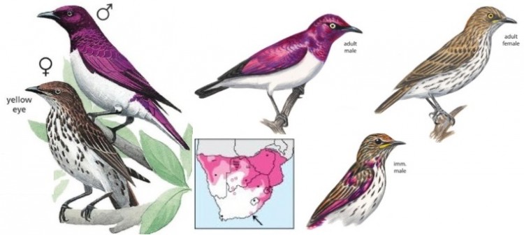 Violet-backed Starling Cinnyricinclus leucogaster.jpg