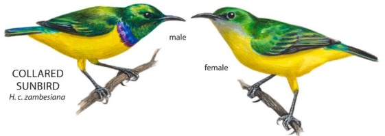 Collared Sunbird.jpg