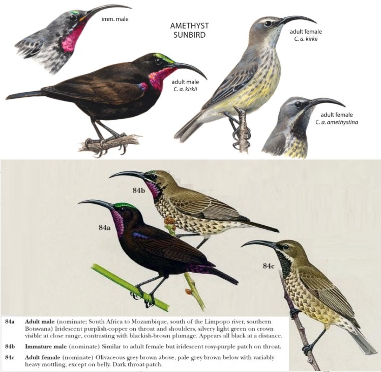 Wildbird sunbird sales