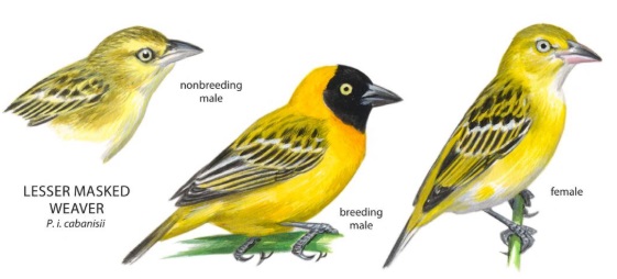 Lesser Masked Weaver.jpg