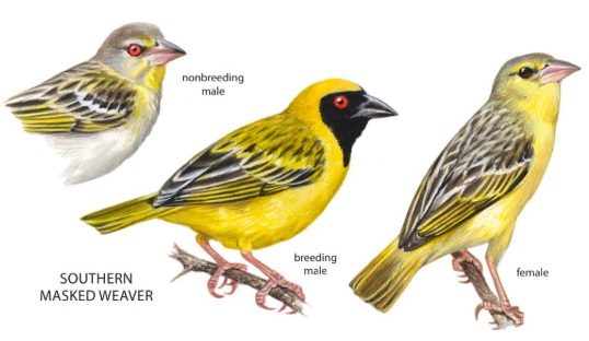 Southern Masked Weaver.jpg