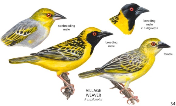 Village Weaver2.jpg