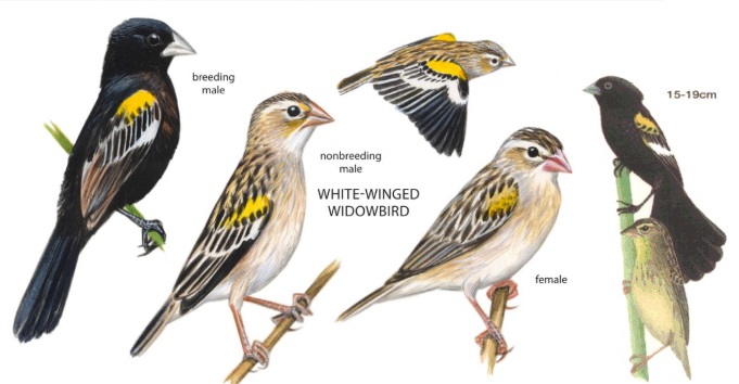 White-winged Widowbird Euplectes albonotatus.jpg