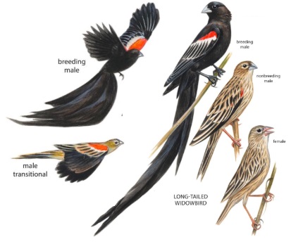 Long-tailed Widowbirdns.jpg