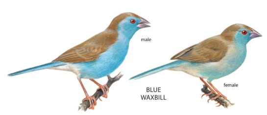 Blue Waxbill.jpg