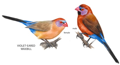 Violet-eared Waxbill.jpg