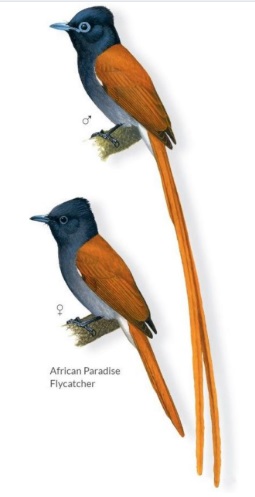 African Paradise Flycatcher.jpg