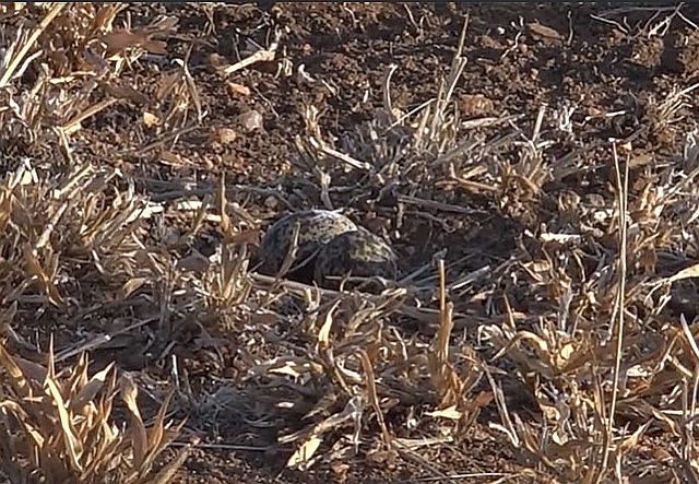 Crowned Lapwing eggs.jpg