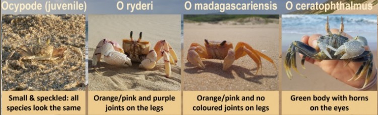 Ocypode identification.jpg