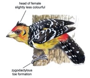 Crested Barbet.jpg