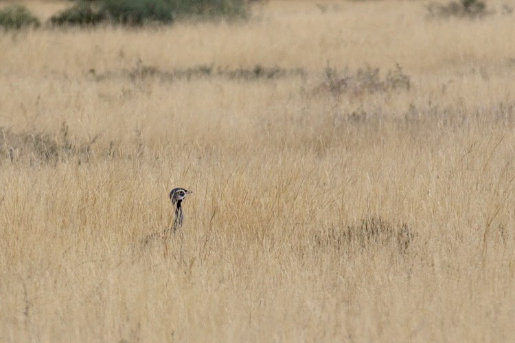 Blue Korhaan Eupodotis caerulescens.jpg