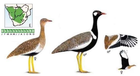 Northern Black Korhaan.jpg