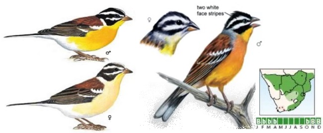 Golden-breasted Bunting.jpg