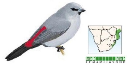 Grey Waxbill.jpg