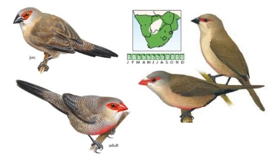 Common Waxbill.jpg