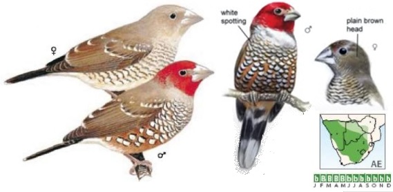 Red-headed Finch.jpg