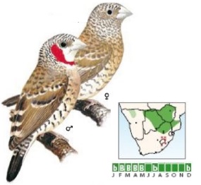 Cut-throat Finch.jpg