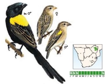 Yellow-mantled Widowbird Euplectes macroura.jpg