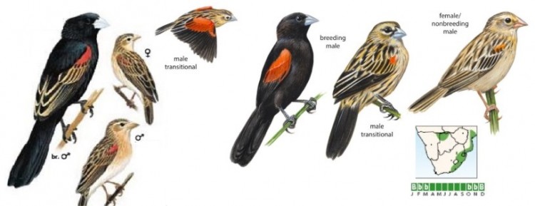 Fan-tailed Widowbird.jpg