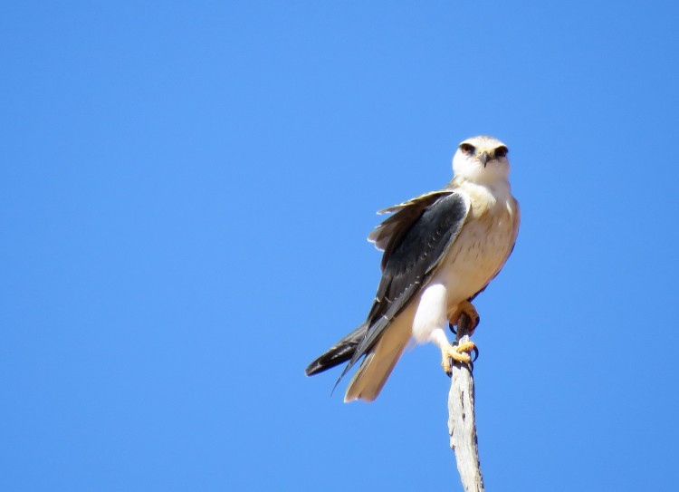 Black-Shouldered Kite.JPG
