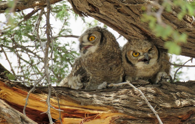 Spotted Eagle-Owl Chicks.JPG