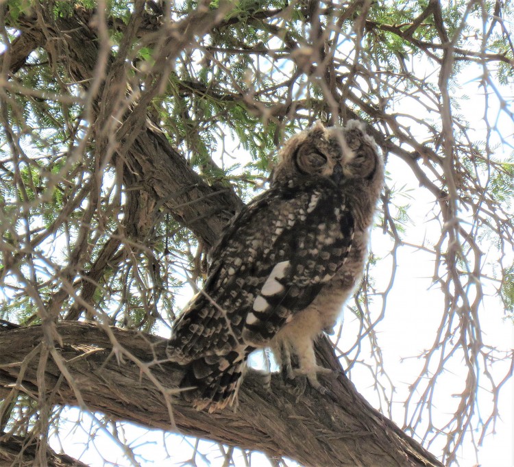 Spotted Eagle Owl (4).JPG