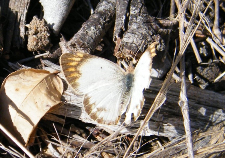 Colotis evagore female.jpg